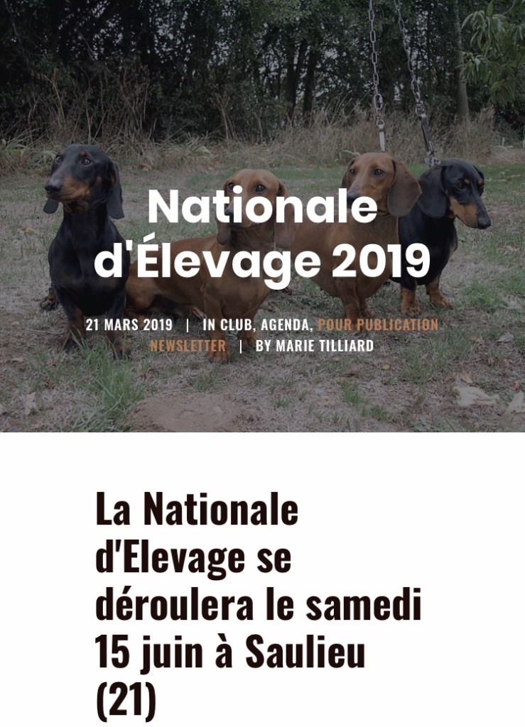 Ilex Auréu's - Nationale d'Elevage Teckels 2019