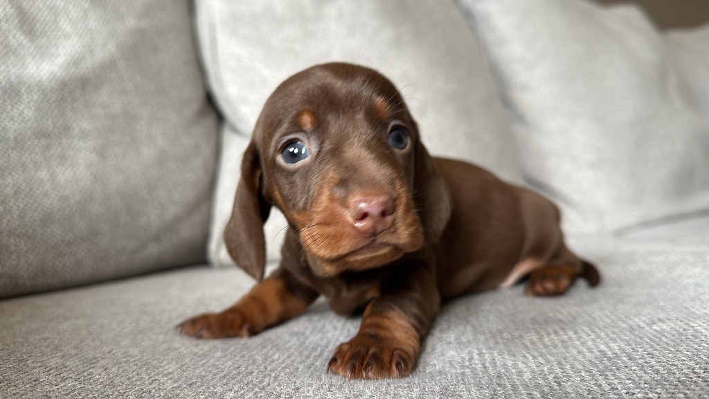 Ilex Auréu's - Chiot disponible  - Teckel poil ras