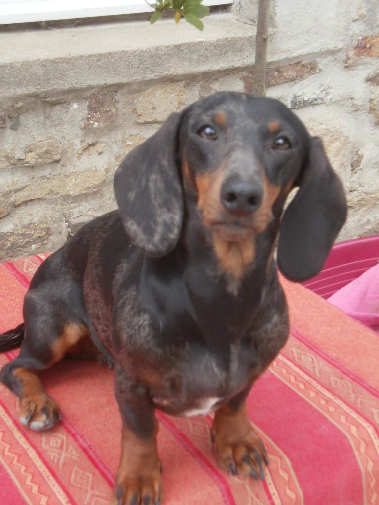 Violet von den dombergspatzen
