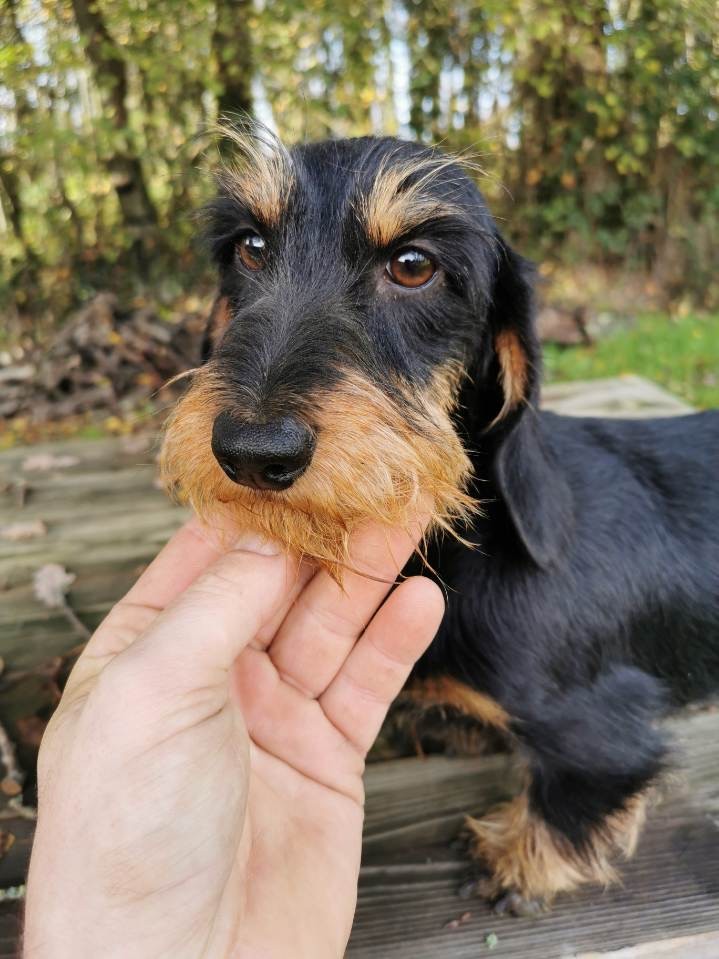 Pippi langstrump klara difino