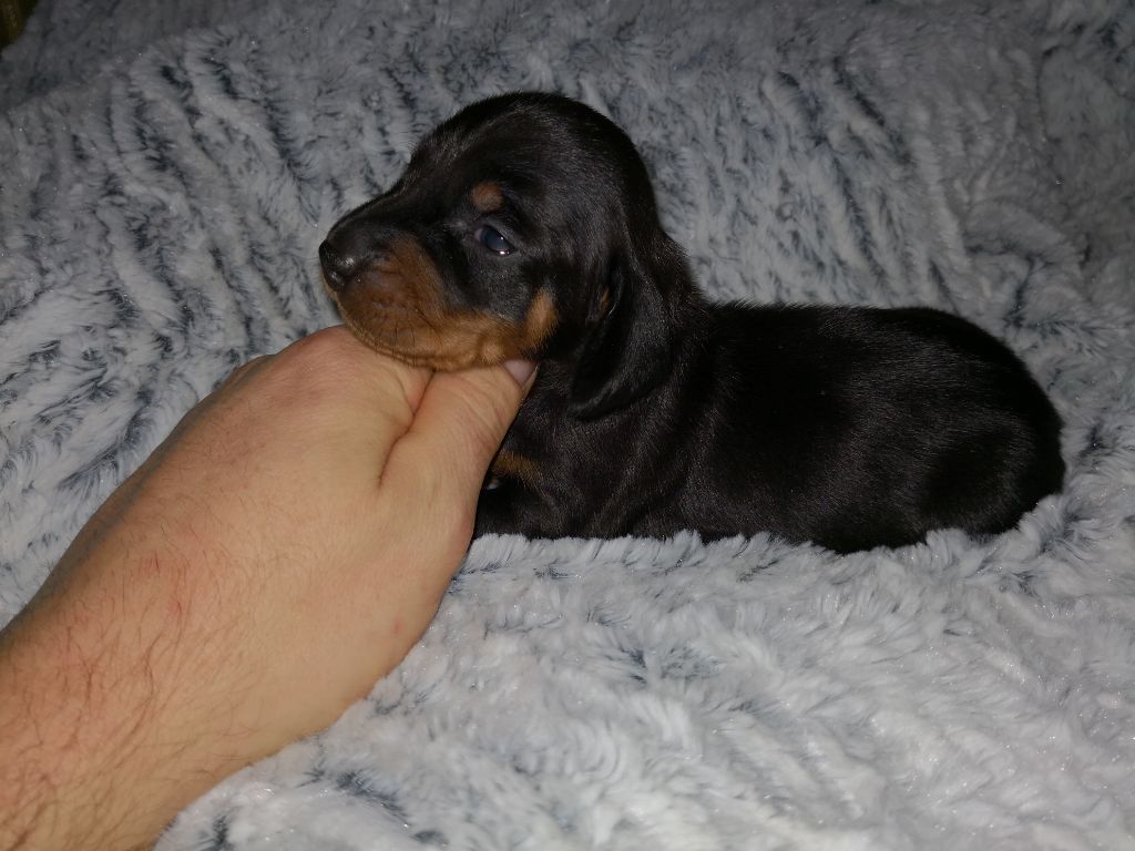 CHIOT