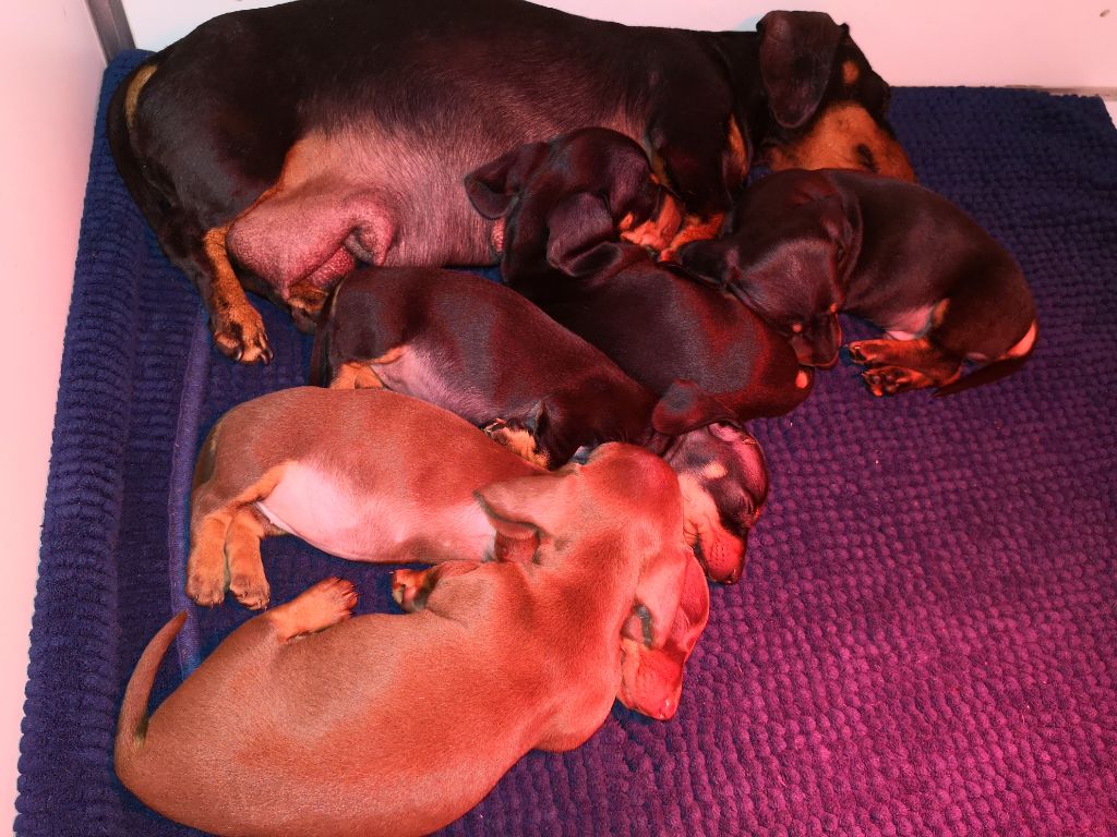 Chiot Teckel poil ras Ilex Auréu's